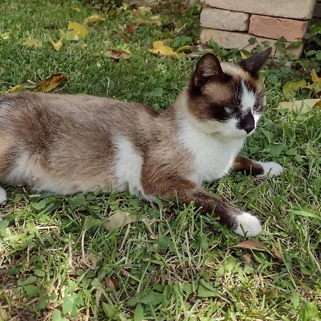 Gospodarstwo agroturystyczne Il Canto Degli Uccelli