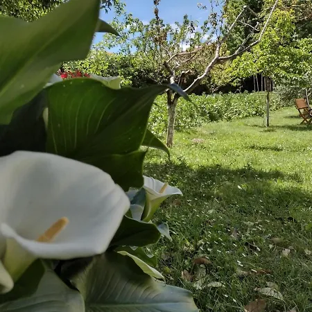 Il Canto Degli Uccelli *