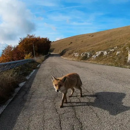 Il Canto Degli Uccelli *