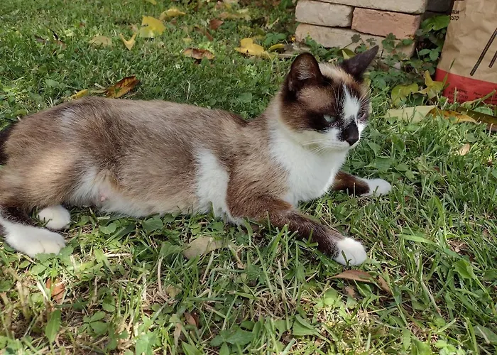 Κατάλυμα σε φάρμα Il Canto Degli Uccelli