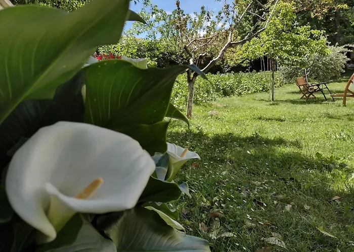 Il Canto Degli Uccelli *