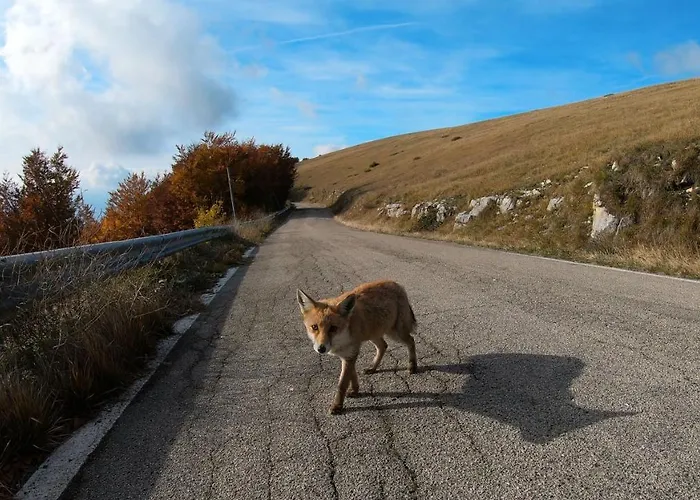 Il Canto Degli Uccelli *