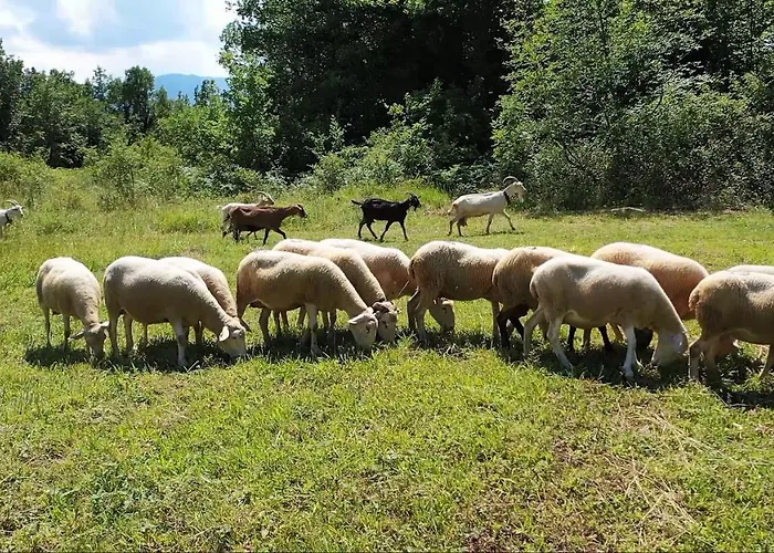 Il Canto Degli Uccelli Roccamorice